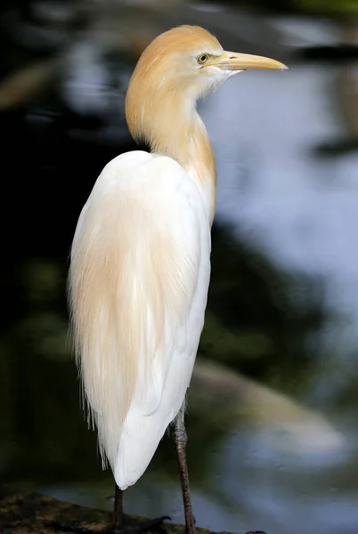 Grúa en Kuala Lumpur Bird Park, Malasia . —  Fotos de Stock