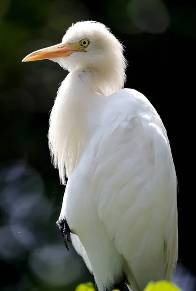 Grúa en Kuala Lumpur Bird Park, Malasia . —  Fotos de Stock
