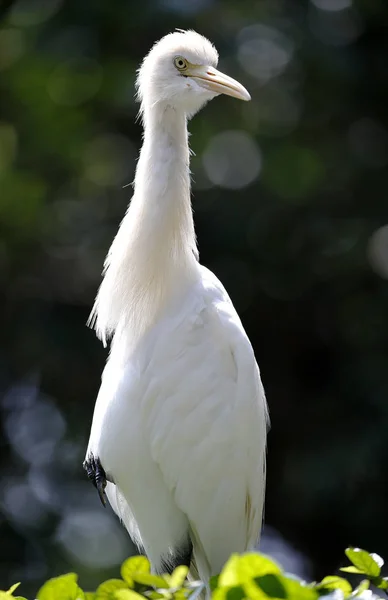 Guindaste em Kuala Lumpur Bird Park, Malásia . — Fotografia de Stock