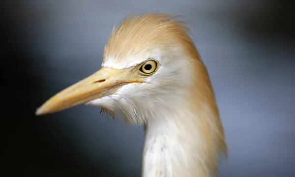 Crane in Kuala Lumpur Bird Park, Malaysia. — Stock Photo, Image