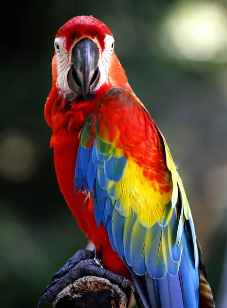 Papoušek v Kuala Lumpur Bird Park, Malajsie. — Stock fotografie