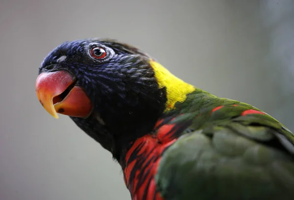 Detail papouška v Kuala Lumpur Bird Park, Malajsie. — Stock fotografie