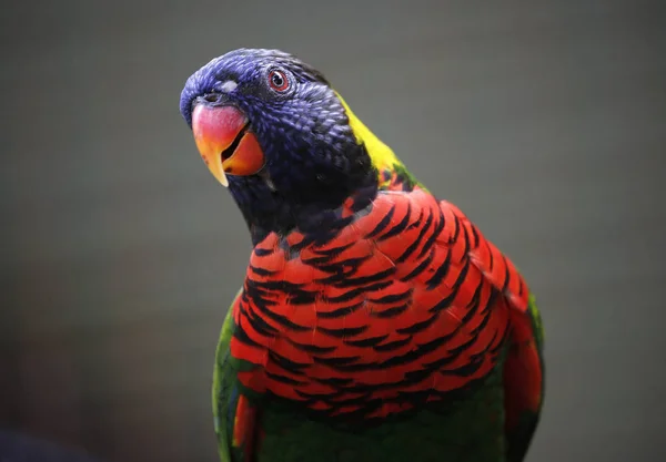 Gros Plan Sur Perroquet Kuala Lumpur Bird Park Malaisie — Photo