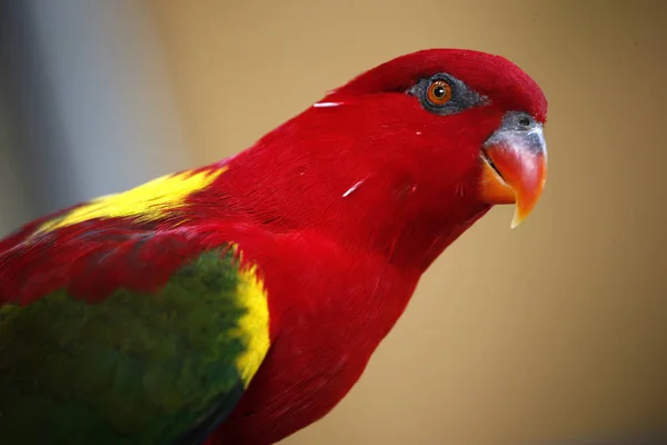 Gros plan sur le perroquet à Kuala Lumpur Bird Park, Malaisie . — Photo