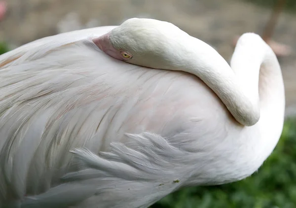 Flamingo Kuala Lumpur Bird Park, Malajzia. — Stock Fotó