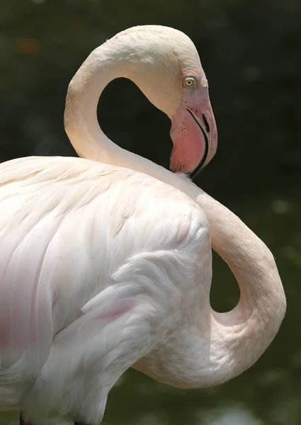 Flamingo in Kuala Lumpur Bird Park, Malaysia.