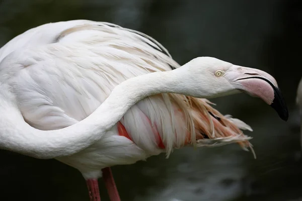 Flamingo em Kuala Lumpur Bird Park, Malásia . — Fotografia de Stock