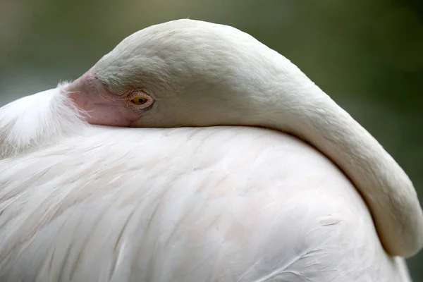 Flamingo em Kuala Lumpur Bird Park, Malásia . — Fotografia de Stock