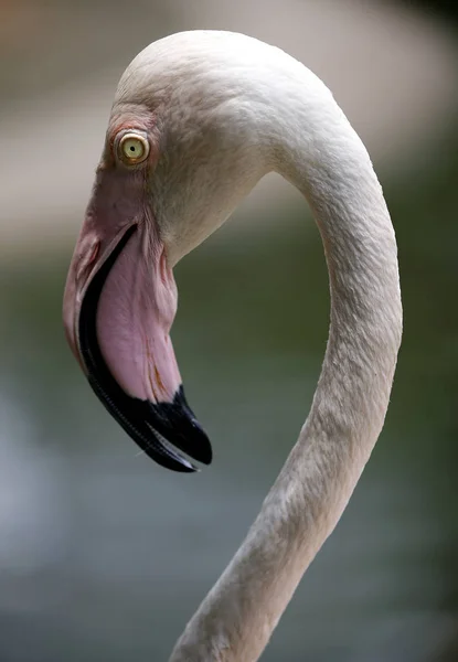 Flamingo Kuala Lumpur Bird Park Malásia — Fotografia de Stock