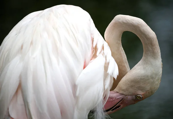 Flamingo Kuala Lumpur Bird Park Malajzia — Stock Fotó
