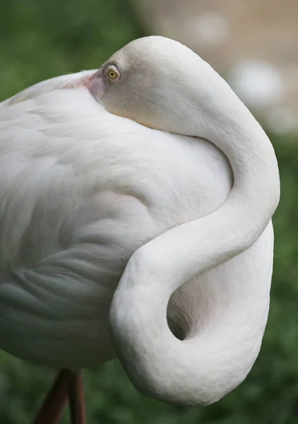 Flamingo em Kuala Lumpur Bird Park, Malásia . — Fotografia de Stock