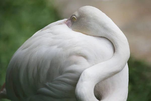 Flamingo Kuala Lumpur Bird Park, Malajzia. — Stock Fotó