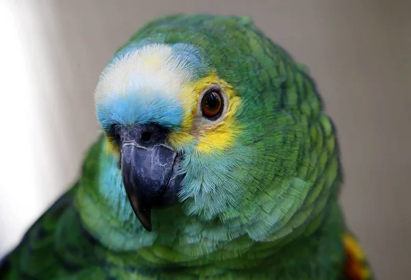 Papoušek Kuala Lumpur Bird Park Malajsie — Stock fotografie