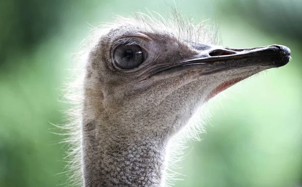 Struisvogel — Stockfoto