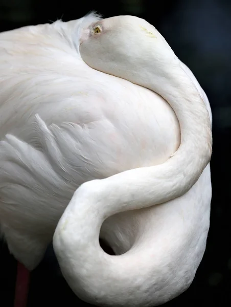 Flamingo Kuala Lumpur Bird Park Malaysia — Stok Foto
