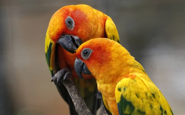 Papağanlar — Stok fotoğraf