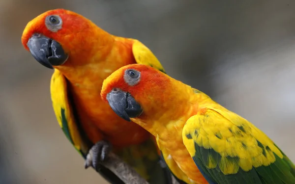 Two Parrots in Kuala Lumpur Bird Park, Malaysia.