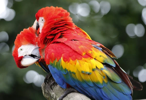 Two Parrots in Kuala Lumpur Bird Park, Malaysia.