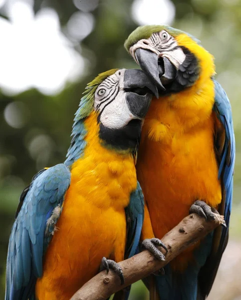 Dois Papagaios Kuala Lumpur Bird Park Malásia — Fotografia de Stock