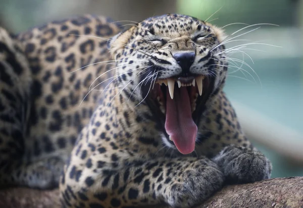 Леопард Зоопарке Малакки Малайзия — стоковое фото
