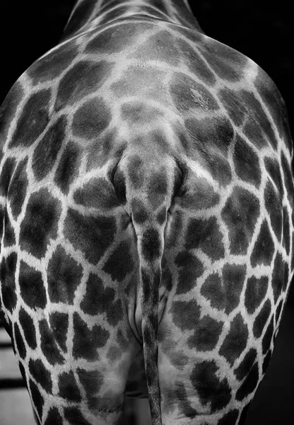 Giraffe Malacca Zoo Malaysien — Stockfoto