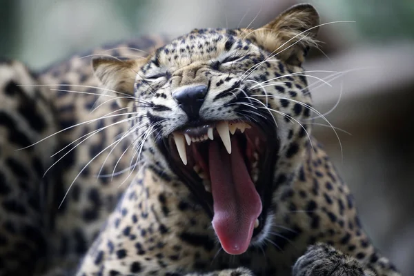 Leopard Malacca Zoo Malajsie — Stock fotografie