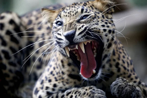 Leopardo Malaca Zoo Malasia —  Fotos de Stock