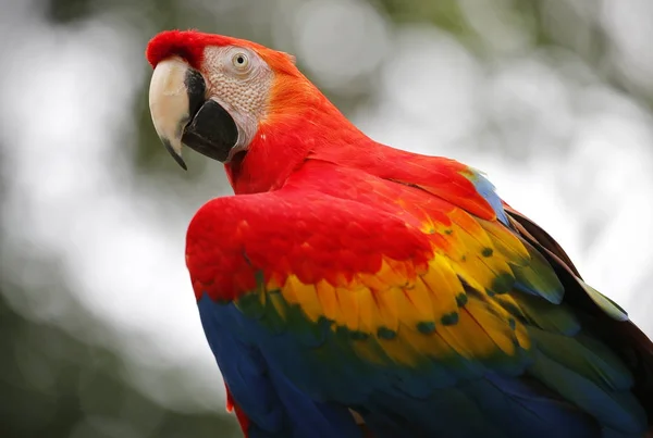 Parrot in Malacca Zoo, Malaysia.