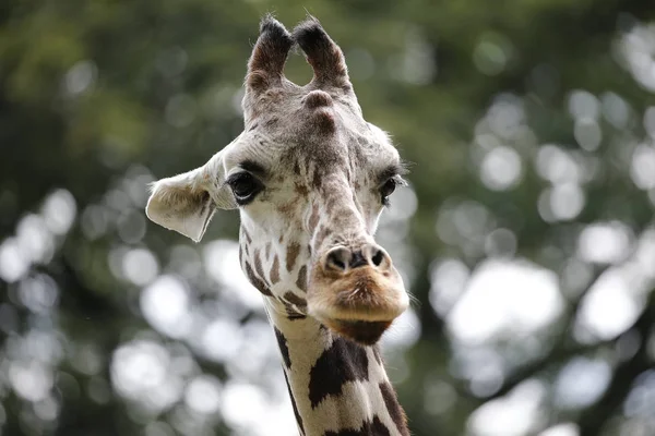 Giraffe — Stock Photo, Image