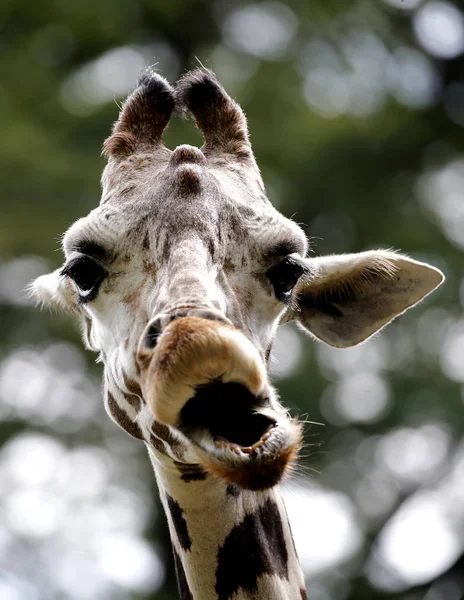 Giraffe National Zoo Malaysia — Stock Photo, Image