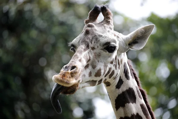 Giraffe National Zoo Malaysia — Stock Photo, Image