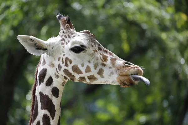 Giraffe — Stock Photo, Image