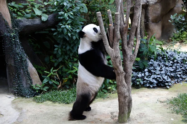 Панда — стоковое фото