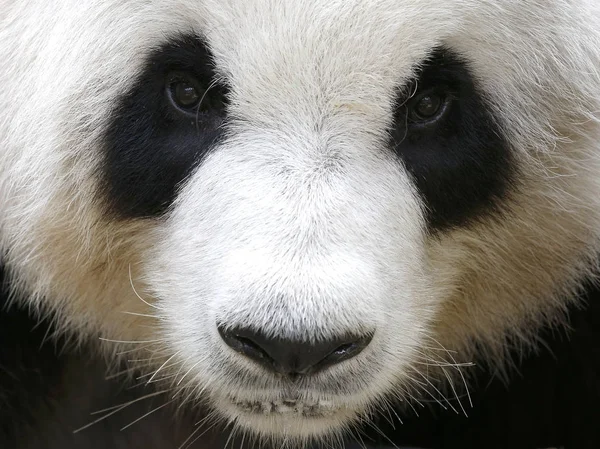 Panda Zoológico Nacional Malásia — Fotografia de Stock