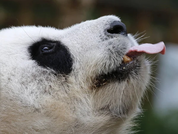 Panda Zoológico Nacional Malásia — Fotografia de Stock