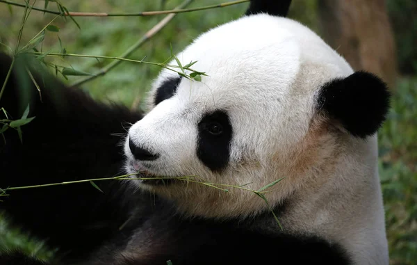 Panda. — Fotografia de Stock