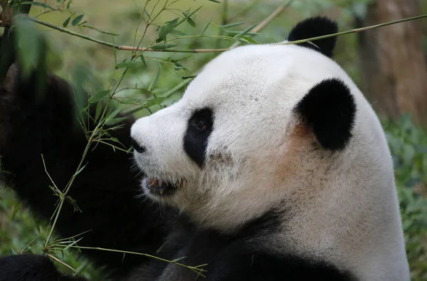 Panda. — Fotografia de Stock