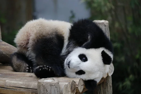 Panda. — Foto de Stock