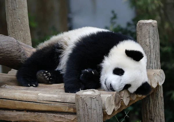 Panda. — Foto Stock