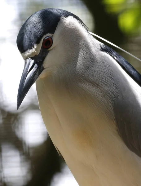 Πουλί Στον Εθνικό Ζωολογικό Κήπο Μαλαισία — Φωτογραφία Αρχείου