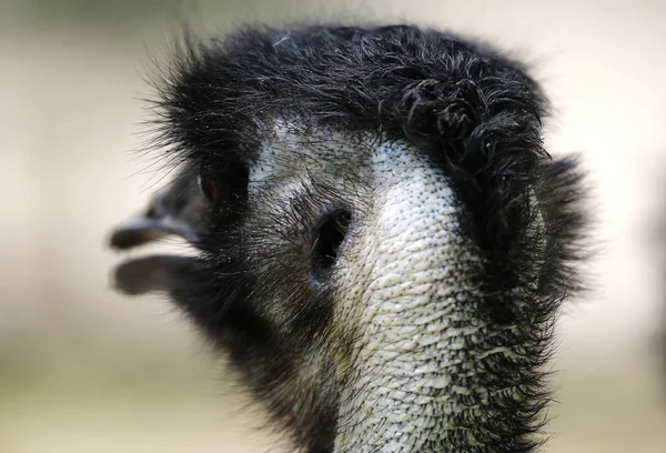 Ostrich National Zoo Malaysia — Stock Photo, Image