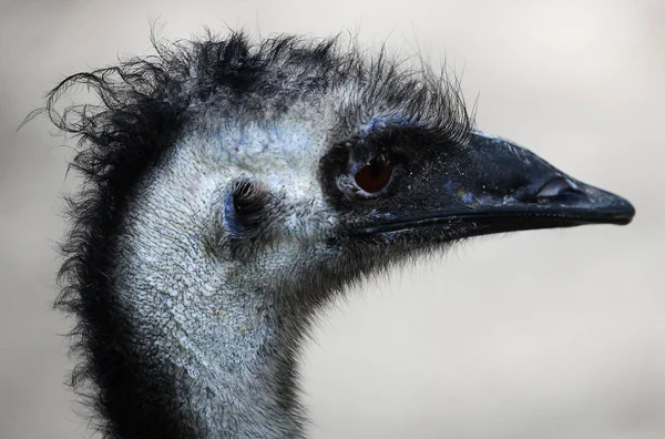 Ostrich National Zoo Malaysia — Stock Photo, Image