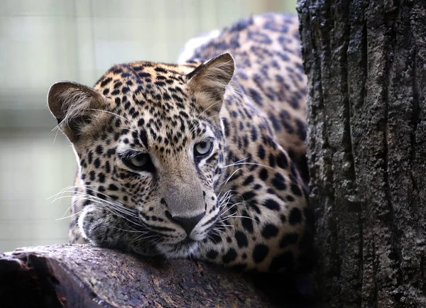 Leopard Malacca Zoo Malaysia Stock Image