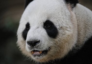 Panda ön açısı sayısı, zo