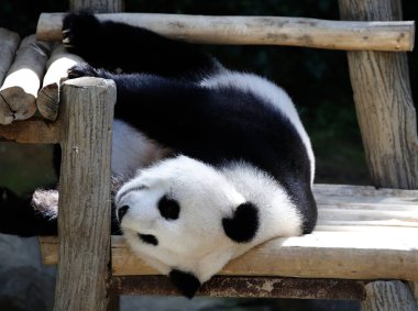 Kuala Lumpur hayvanat bahçesindeki tahta bankta bırakmasını panda