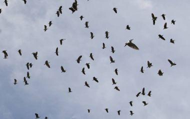 Bir grup üzerinde gökyüzü zo uçan kuşlar