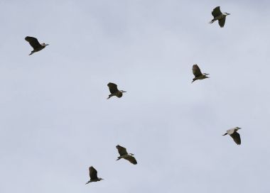 Bir grup üzerinde gökyüzü zo uçan kuşlar