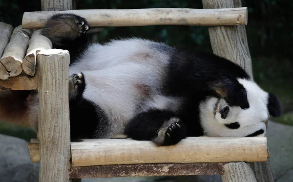 Panda deitado no banco de madeira no zoológico de Kuala Lumpur — Fotografia de Stock