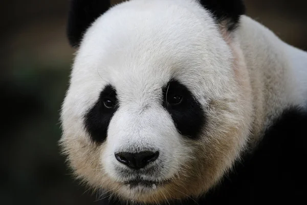 Vista frontal do ângulo de Panda no zo — Fotografia de Stock