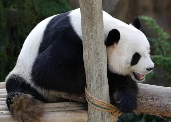 クアラルンプールの動物園で木製のベンチに横たわるパンダ — ストック写真